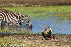 ouette d'Egypte / egyptian goose