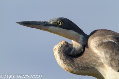 héron à tête noire / black-headed Heron