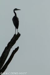 héron à tête noire / black-headed Heron