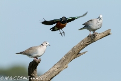 choucador superbe / superb starling