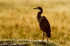 héron à tête noire / black-headed Heron