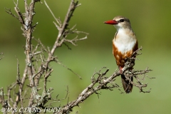 martin-chasseur / kingfisher