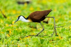 jacana