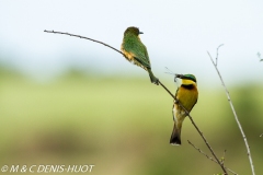 guêpier nain / little bee-eater