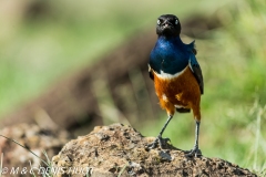 choucador superbe / superb starling