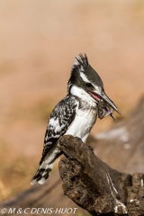 martin-pêcheur / kingfisher