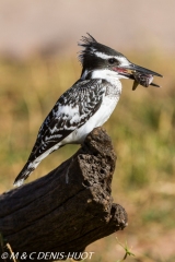 martin-pêcheur / kingfisher