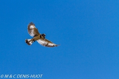 martin-pêcheur / kingfisher