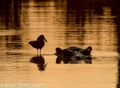 ombrette / hammerkop