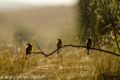 guêpier nain / little bee-eater