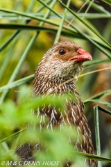 francolin