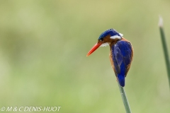 martin-pêcheur / kingfisher