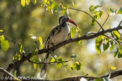 calao / hornbill