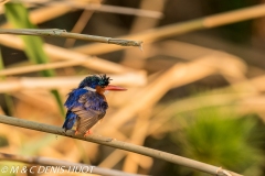 martin-pêcheur / kingfisher