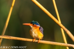 martin-pêcheur / kingfisher