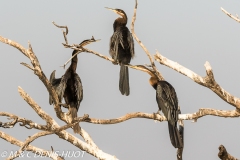 anhinga / darter