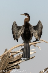 anhinga / darter