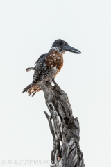 martin-pêcheur / kingfisher