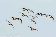 ganga / sandgrouse