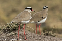 vanneau couronné / crowned plover