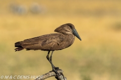 ombrette / hammerkop