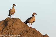 ouette d'Egypte / egyptian goose