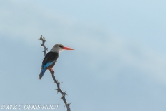 martin-chasseur / kingfisher