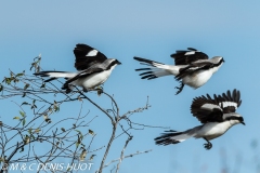 pie-grièche grise / northern shrike