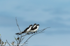 pie-grièche grise / northern shrike