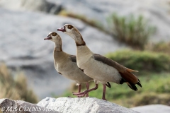 ouette d'Egypte / egyptian goose