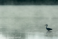 héron cendré / grey heron