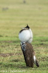 outarde kori / kori bustard