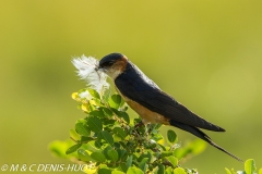 hirondelle / swallow