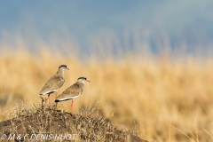 vanneau couronné / crowned plover