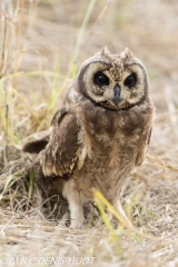 Short-eared Owl