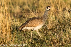 outarde du Sénégal / white-bellied bustard