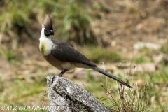 touraco / go-away-bird