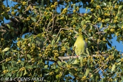 colombar à front nu / african green pigeon