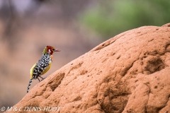 barbican à tête rouge / Red-and-yellow barbet