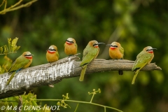 guêpier / bee-eater