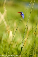 martin-pêcheur / kingfisher