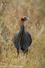 pintade / guineafowl