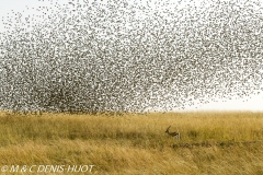 quelea a bec rouge / red-billed quelea