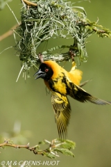 tisserin gendarme / village weaver