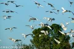 héron garde-beouf / cattle egret