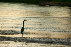 héron cendré / grey heron