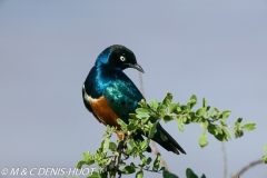 choucador superbe / superb starling