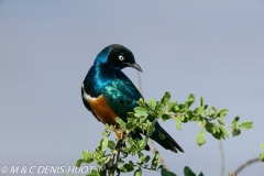 choucador superbe / superb starling