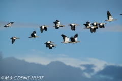 ouette d'Egypte / egyptian goose