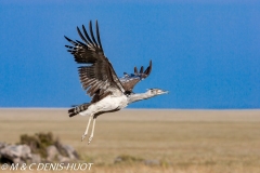 outarde kori / kori bustard